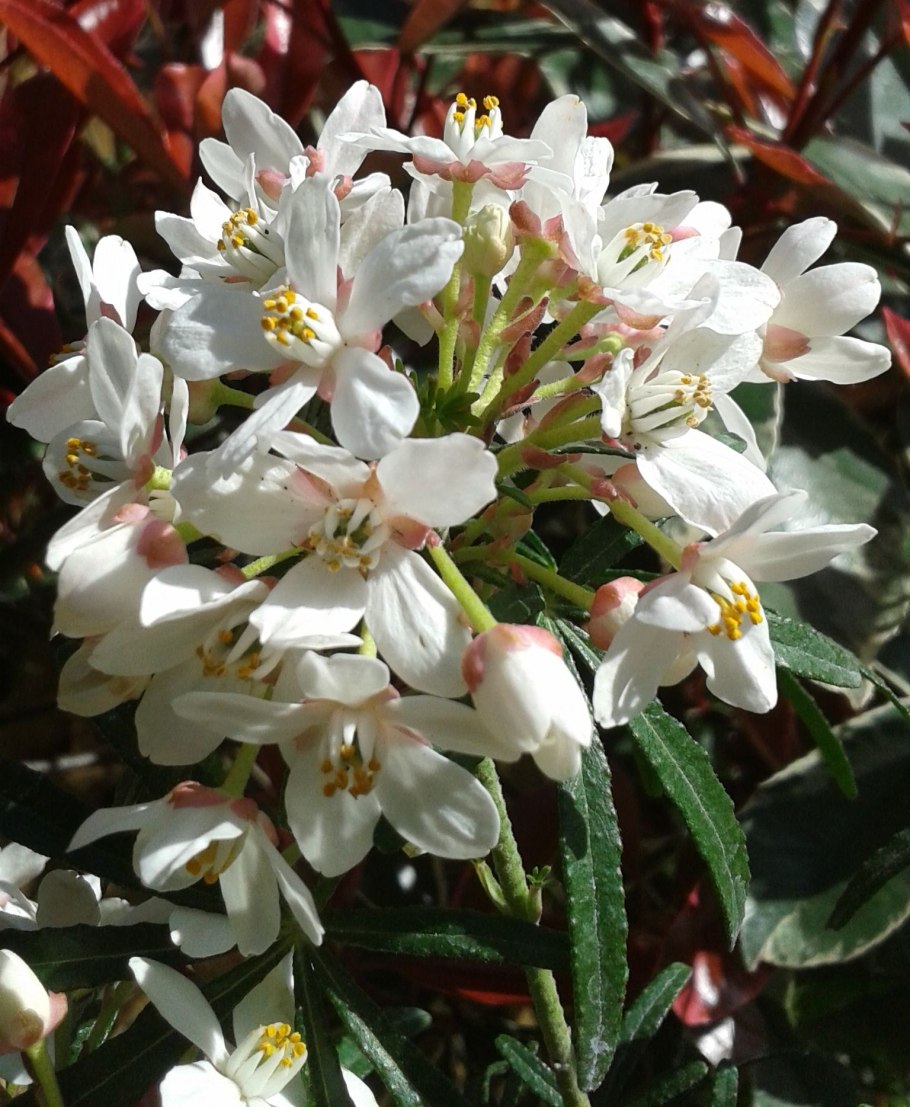 Шуазия кустарник вечнозеленый