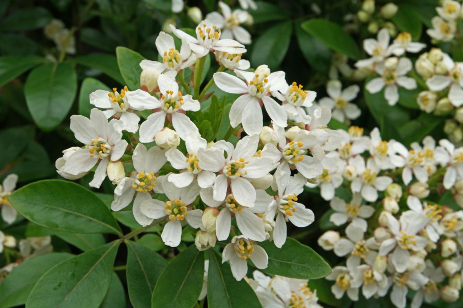 Хоизия Уайт Даззлер