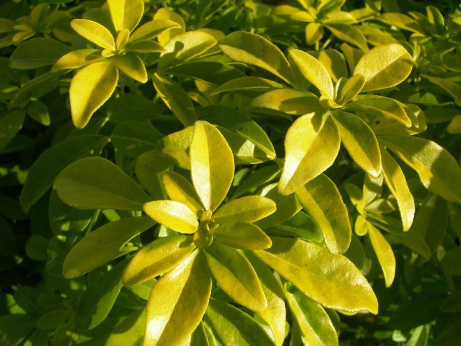 Шуазия кустарник вечнозеленый