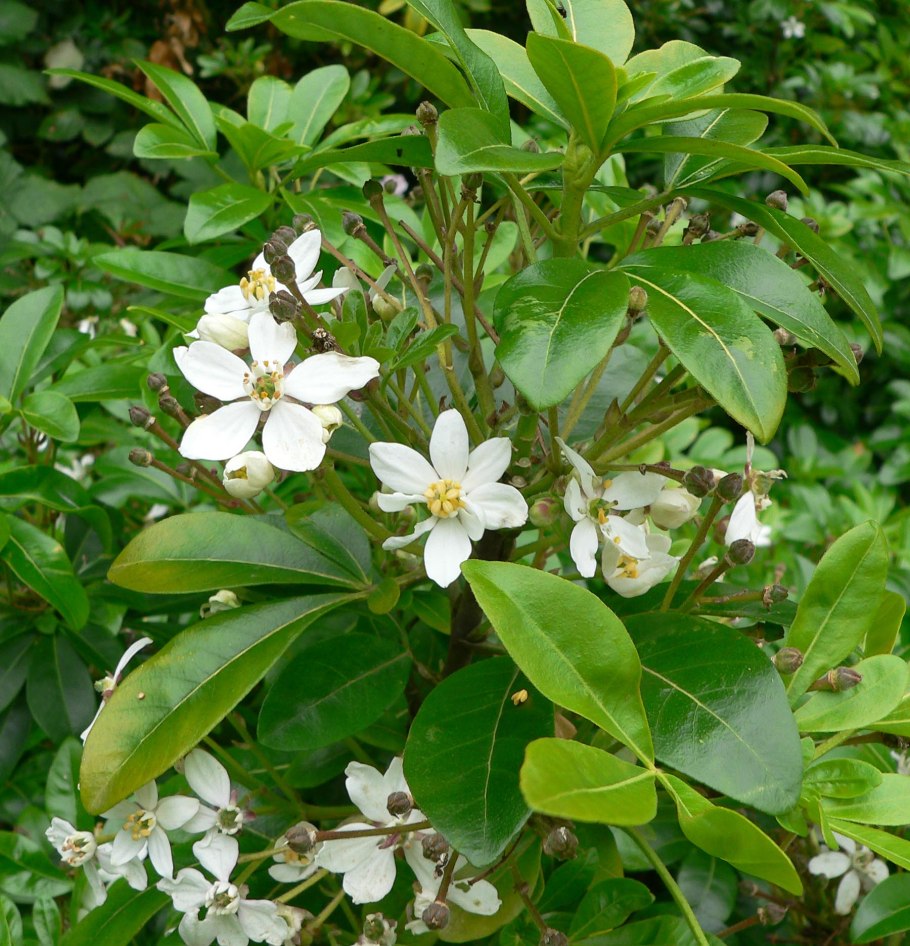 Хоизия Уайт Даззлер