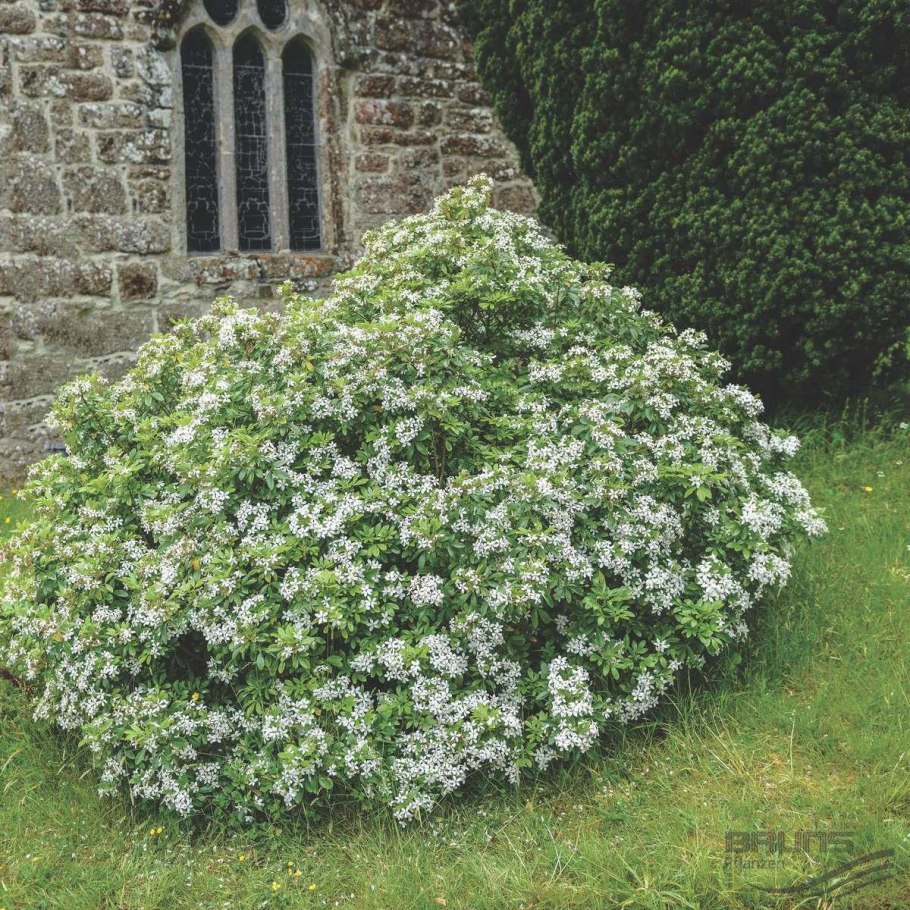 Хоизия ( Choisya Sundance