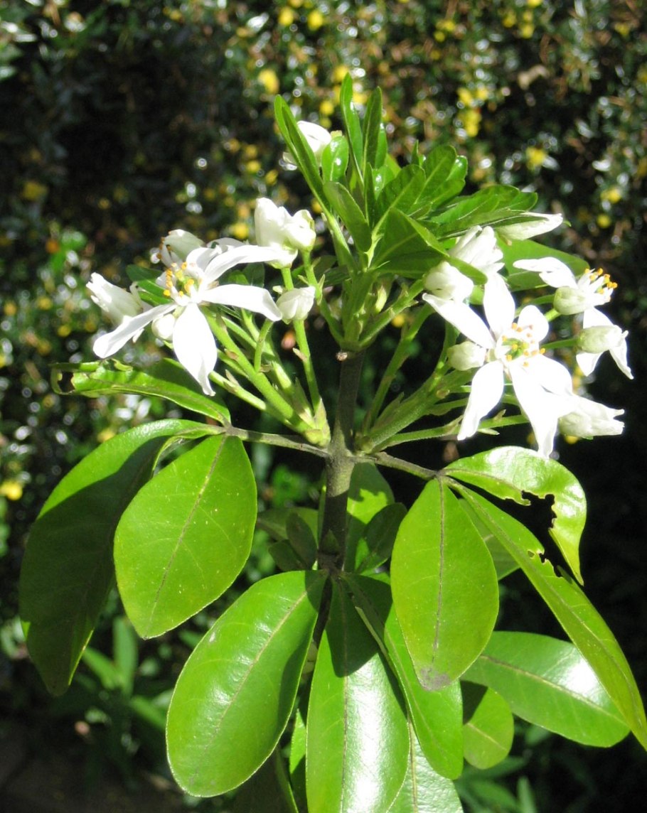 Choisya ternata Sundance