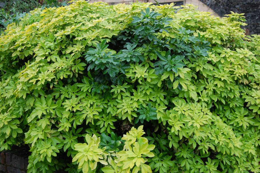 Шуазия Apple Blossom