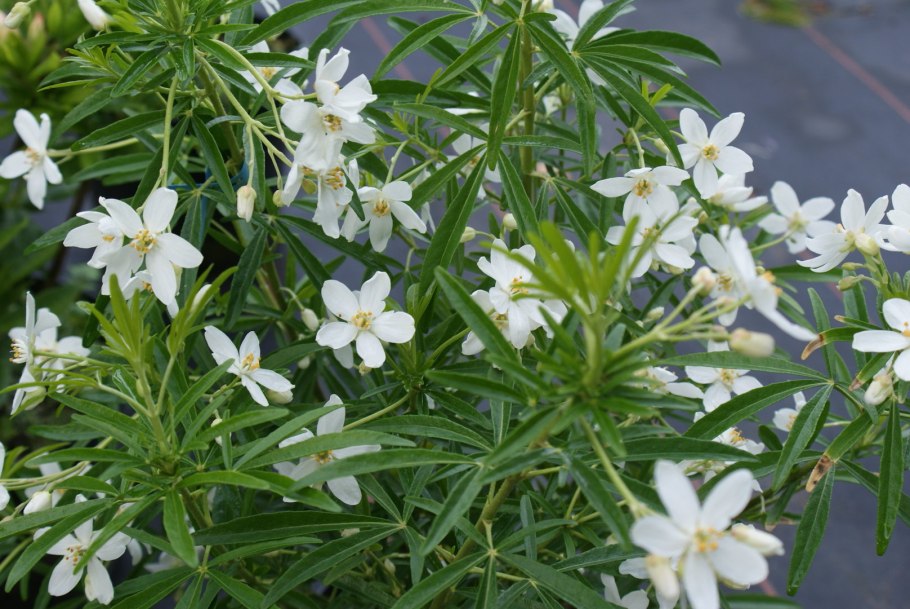 Шуазия тройчатая (мексиканский апельсин)