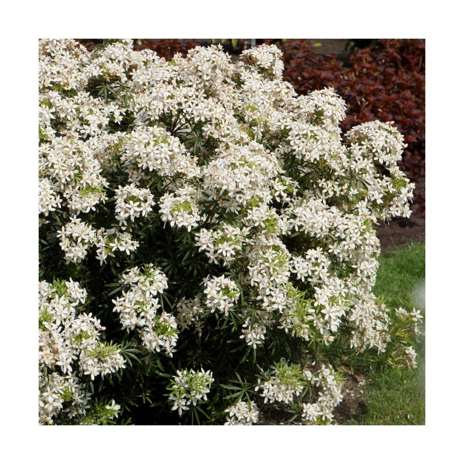 Choisya ternata Sundance