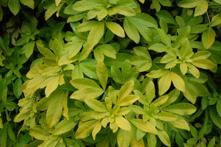 Шуазия тройчатая (мексиканский апельсин)