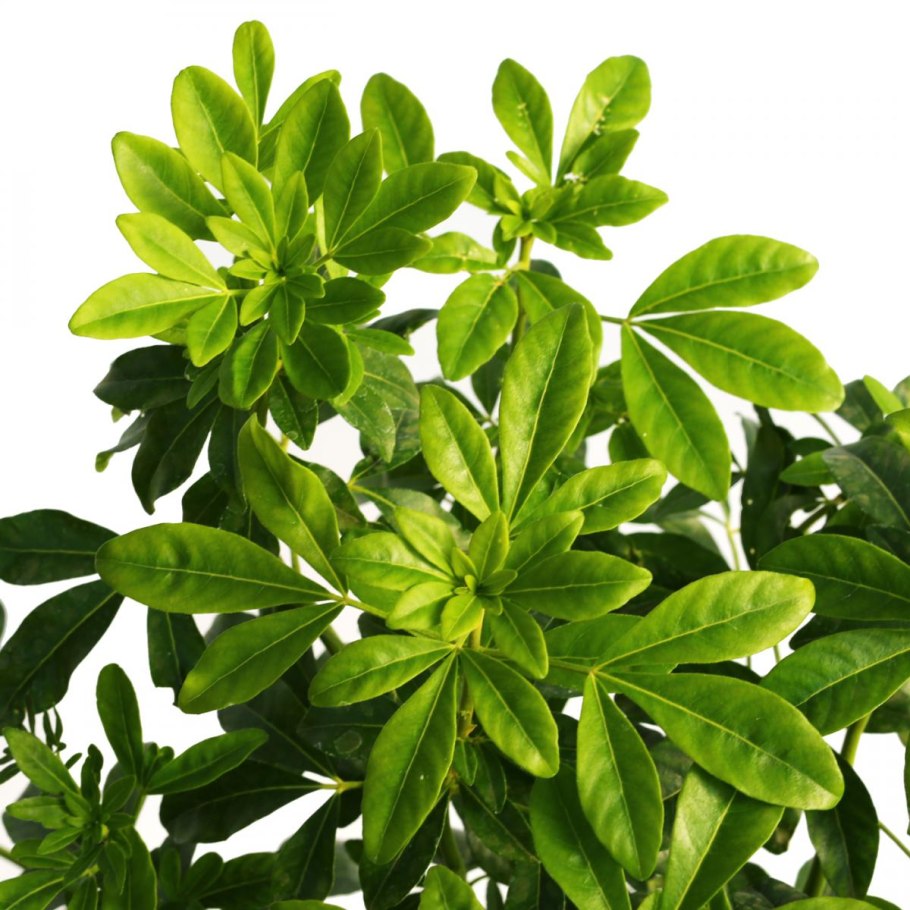 Schefflera arboricola