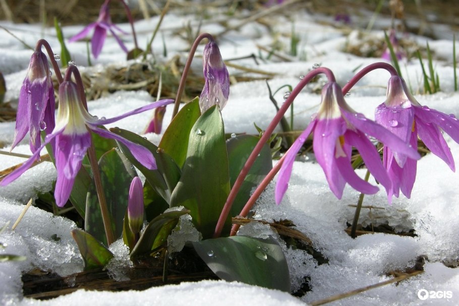Кандык (Erythronium)