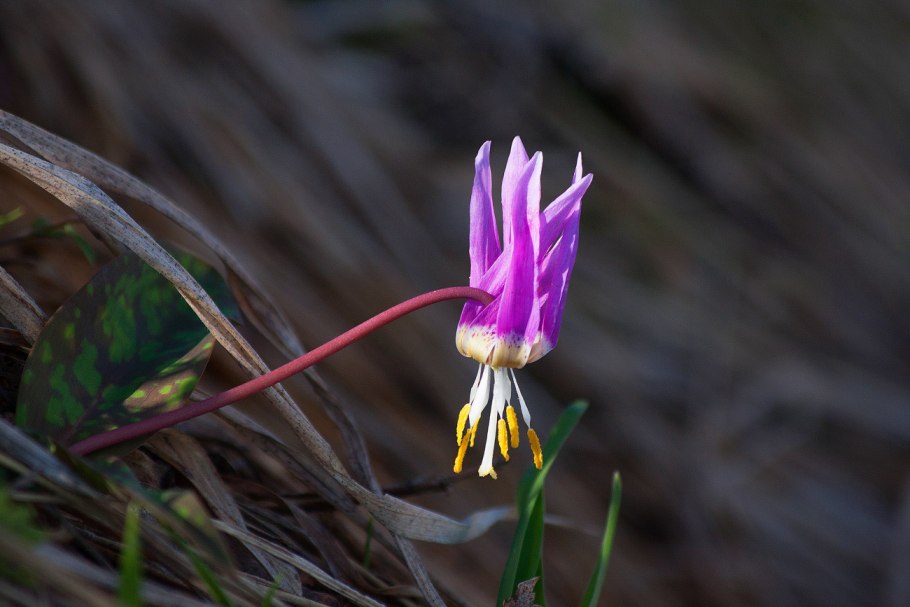 Цветок Кандык Сибирский