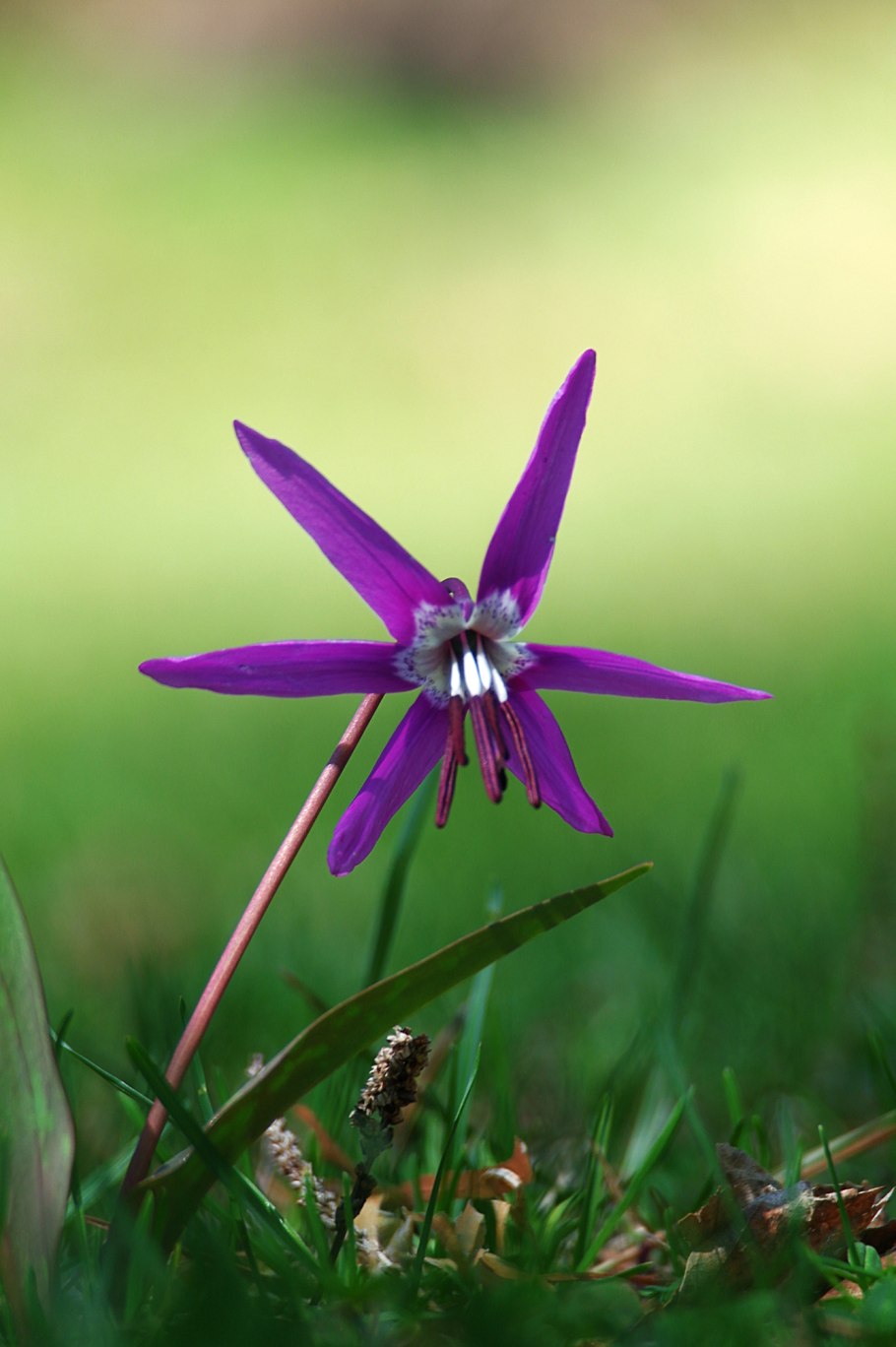 Кандык Уайт Бьюти