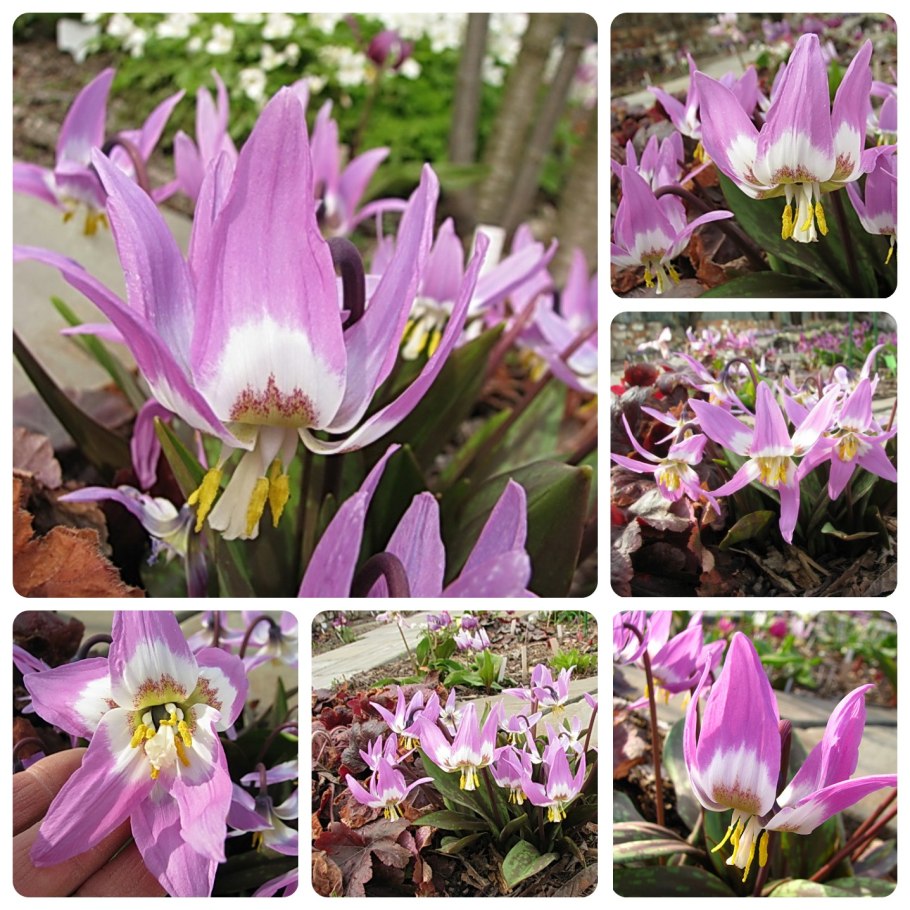 Кандык сибирский ( erythronium sibiricum).