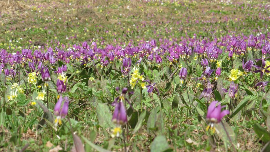 Кандык сибирский