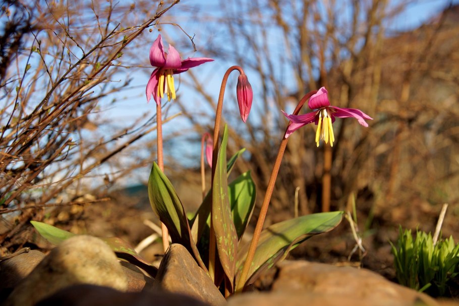 Кандык (Erythronium)