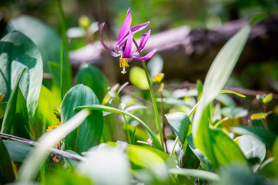 Кандык (Erythronium)