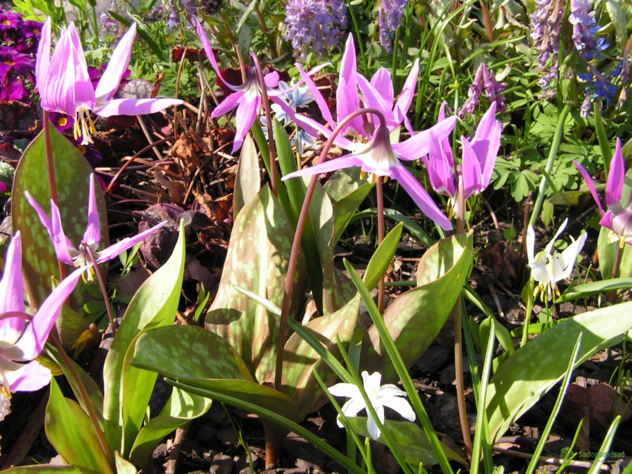 Кандык Сибирский систематика