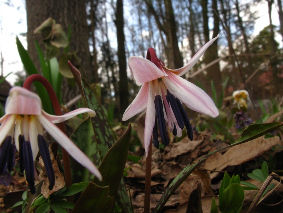 Кандык Кондо