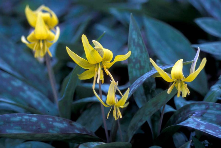 Erythronium americanum
