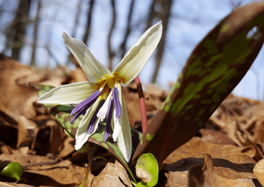 Кандык Сибирский Алтайский заповедник