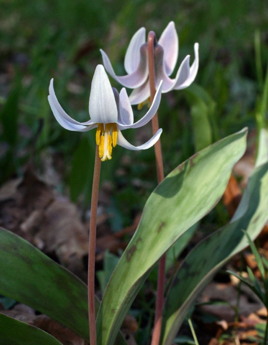 Erythronium albidum