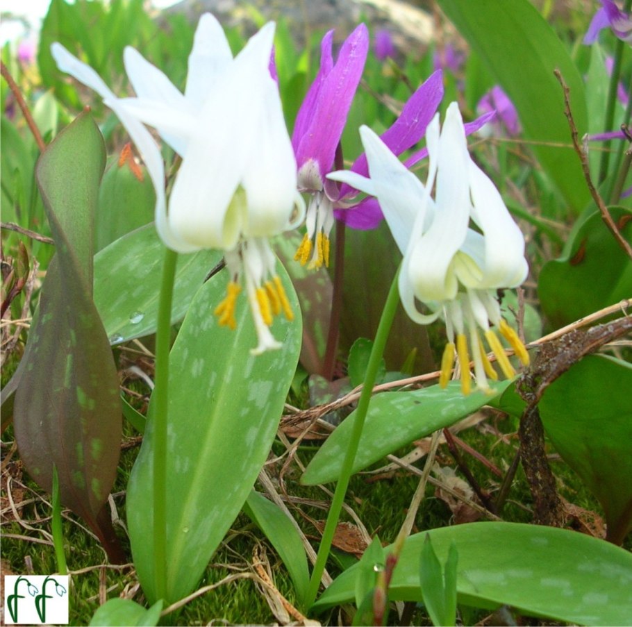 Эритрониум Кандык