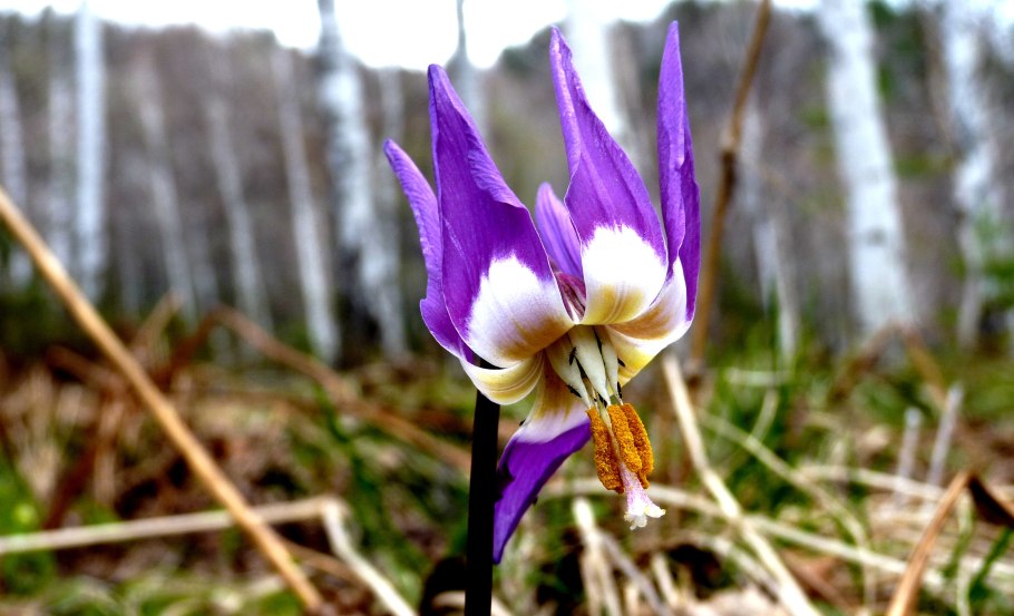 Erythronium sibiricum