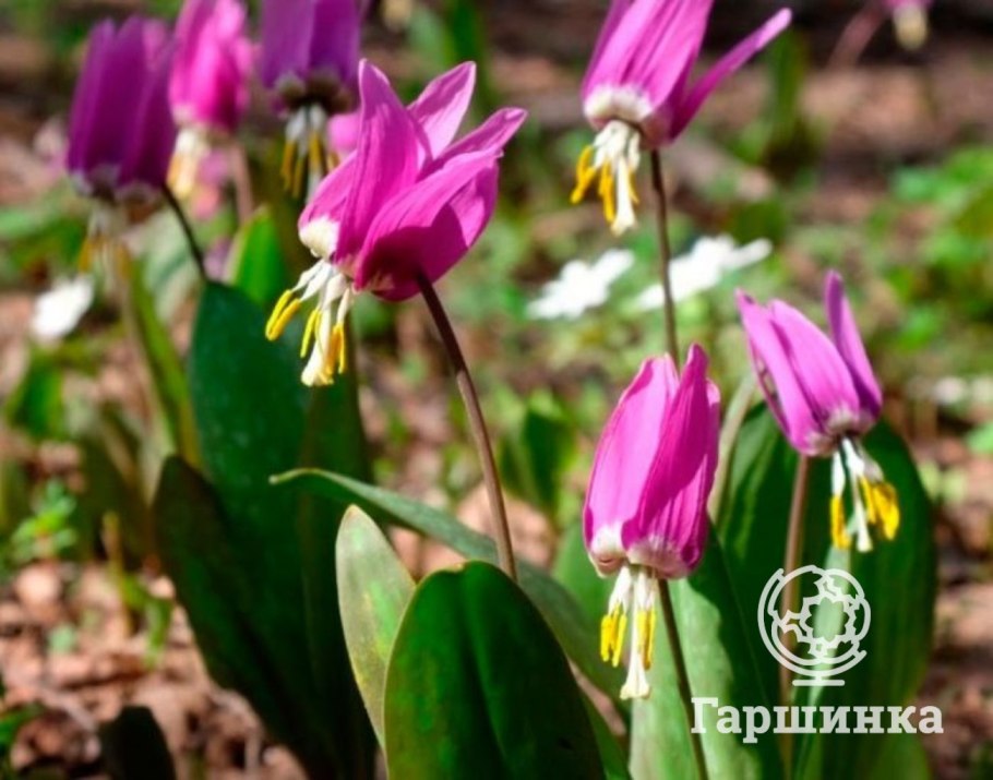 Кандык (erythronium)
