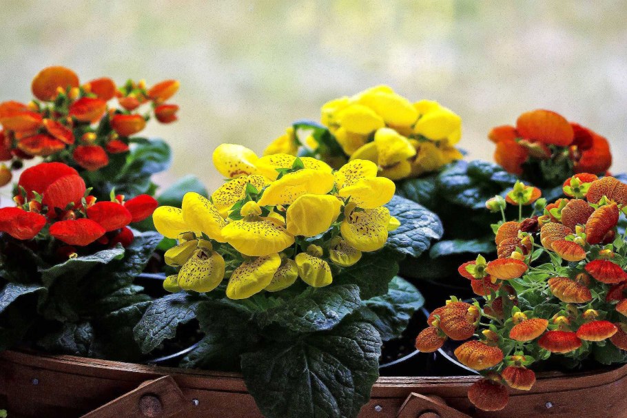 Кальцеолярия морщинистая