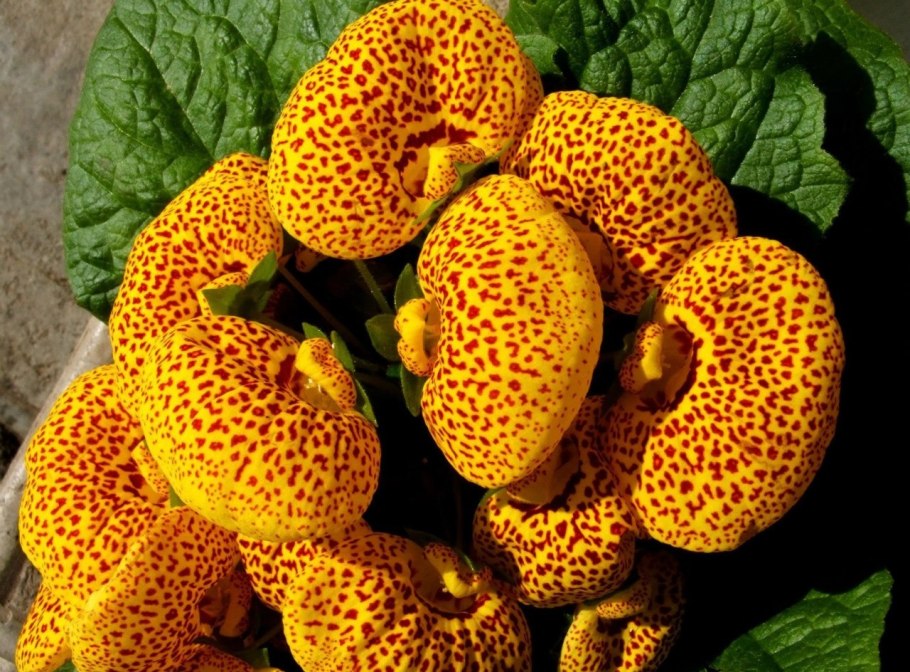 Цветок башмачок кальцеолярия