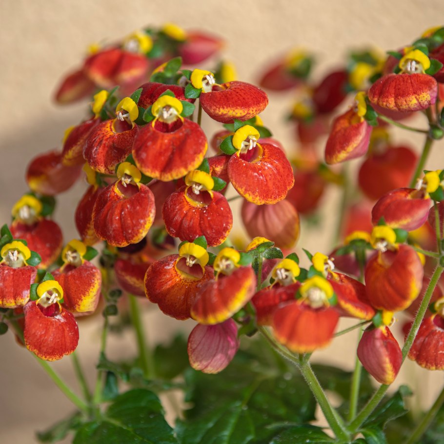 Кальцеолярия цветок