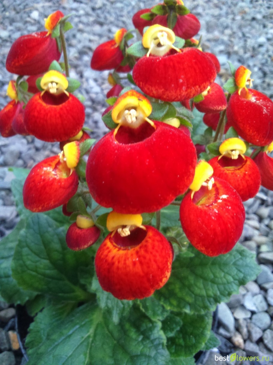 Кальцеолярия цветок