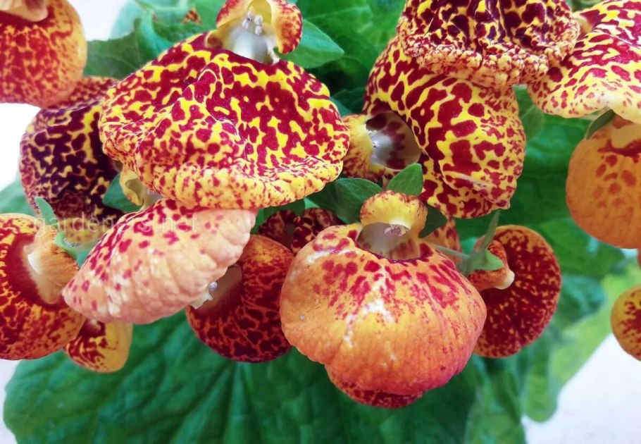 Цветок башмачок кальцеолярия