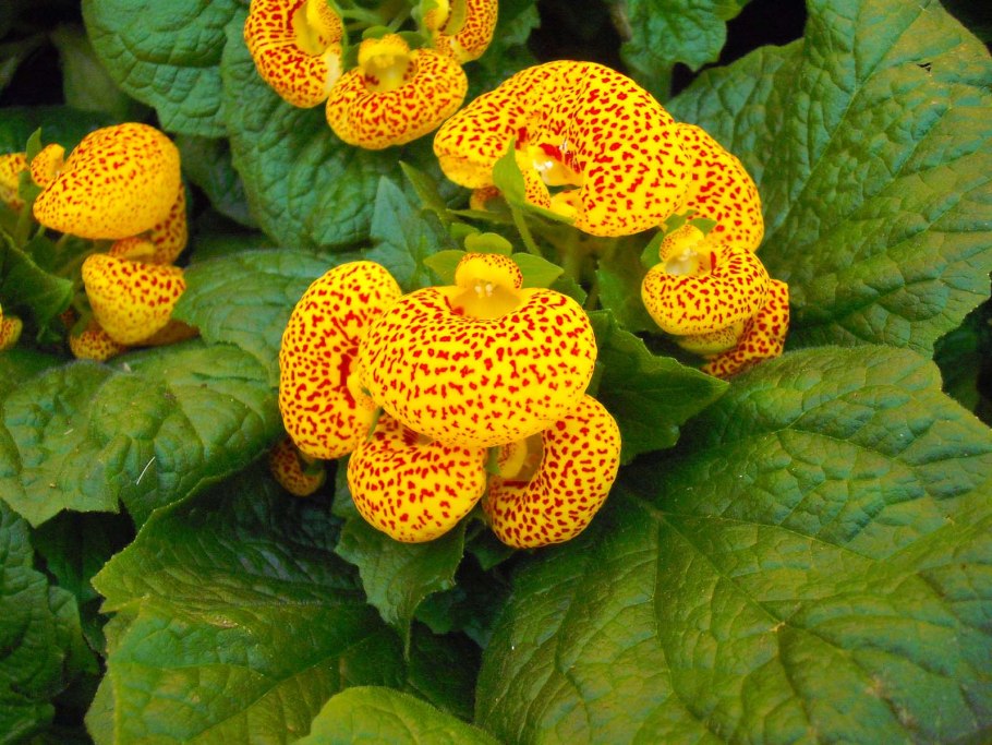 Кальцеолярия морщинистая