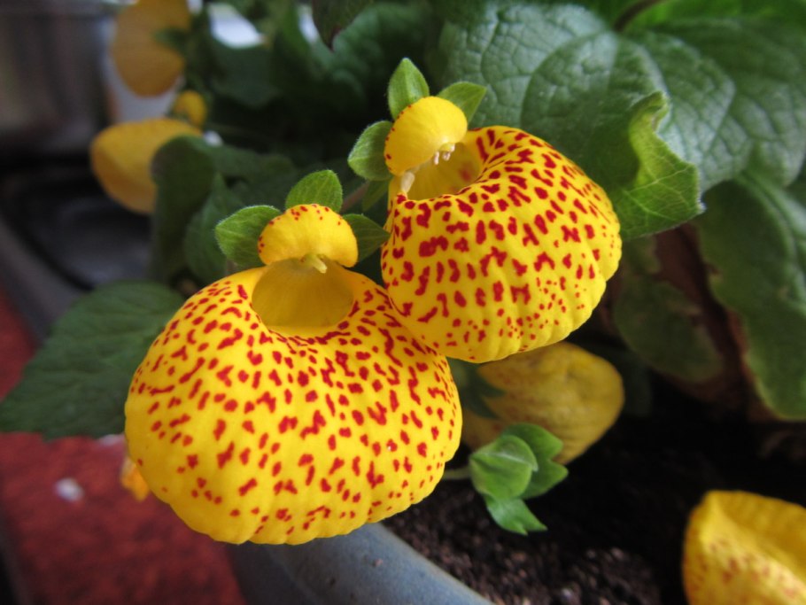 Кальцеолярия Сансет