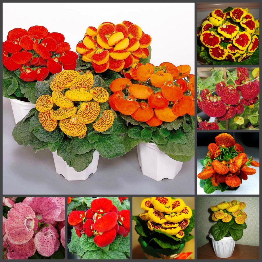 Кальцеолярия цветок