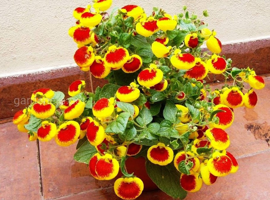 Кальцеолярия цветок