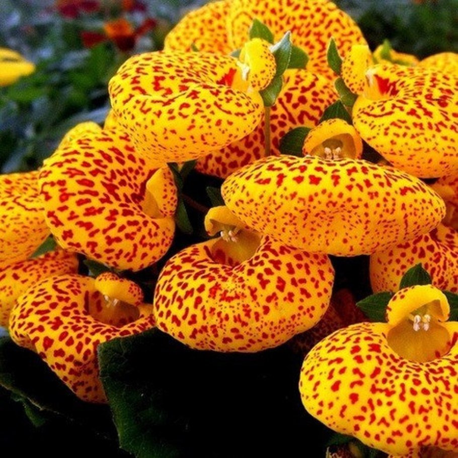 Кальцеолярия в горшке