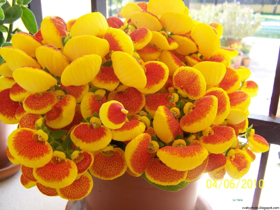 Кальцеолярия Данти