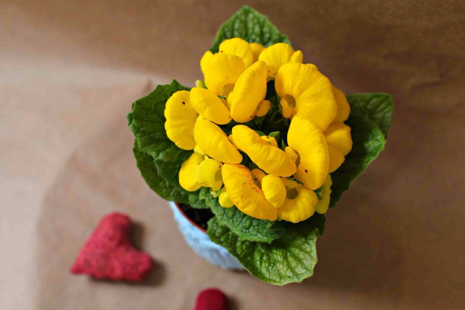 Мак Лесной хиломекон