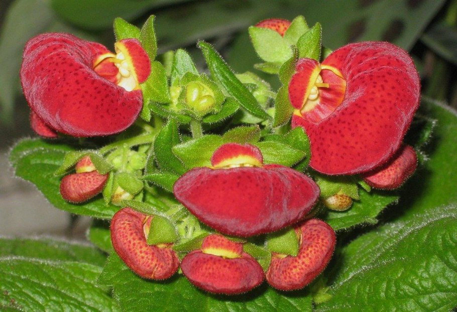 Цветок башмачок кальцеолярия