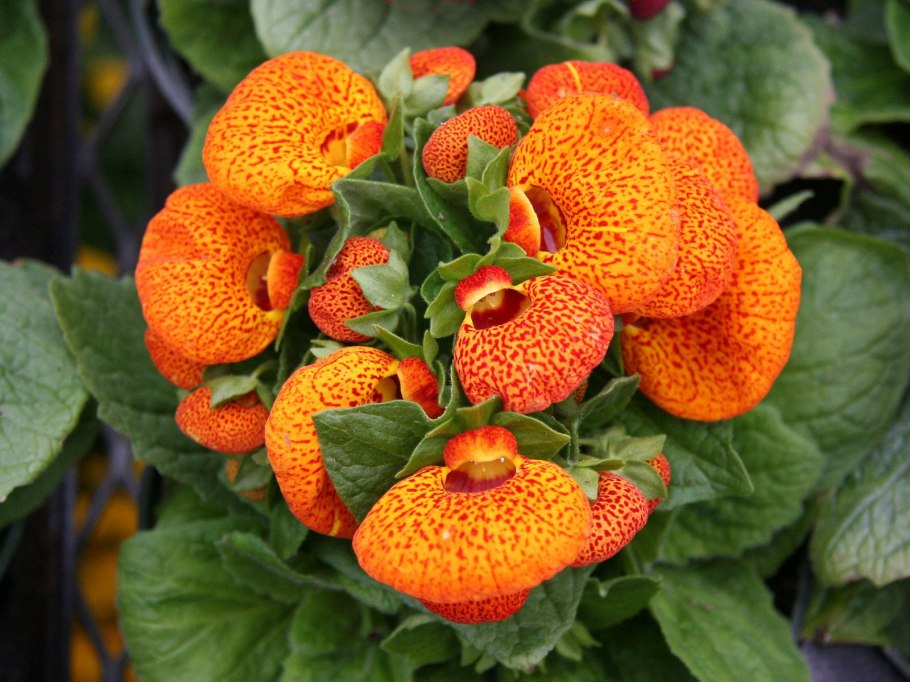 Кальцеолярия f1 Сансет