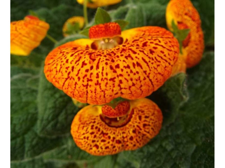 Кальцеолярия herbeohybrida