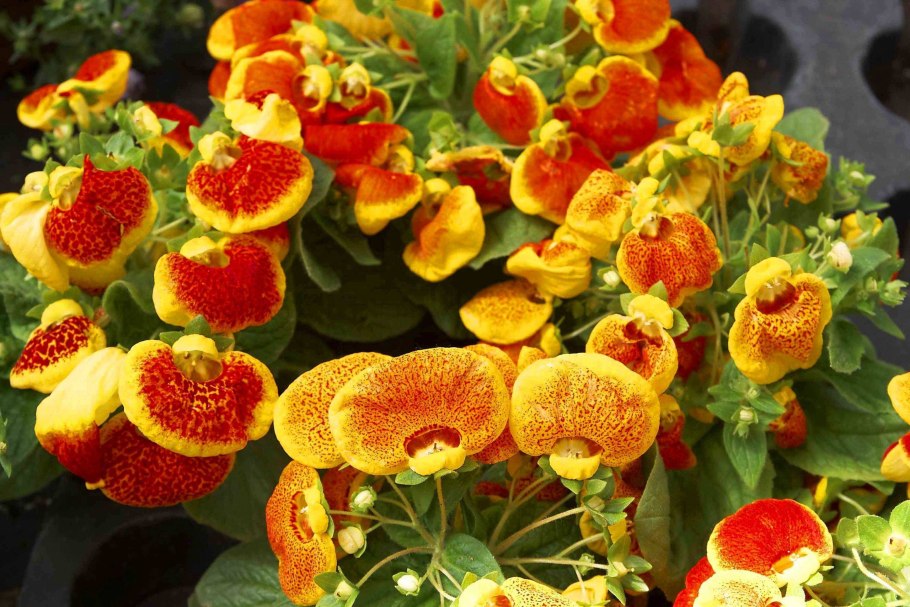 Кальцеолярия f1 Сансет