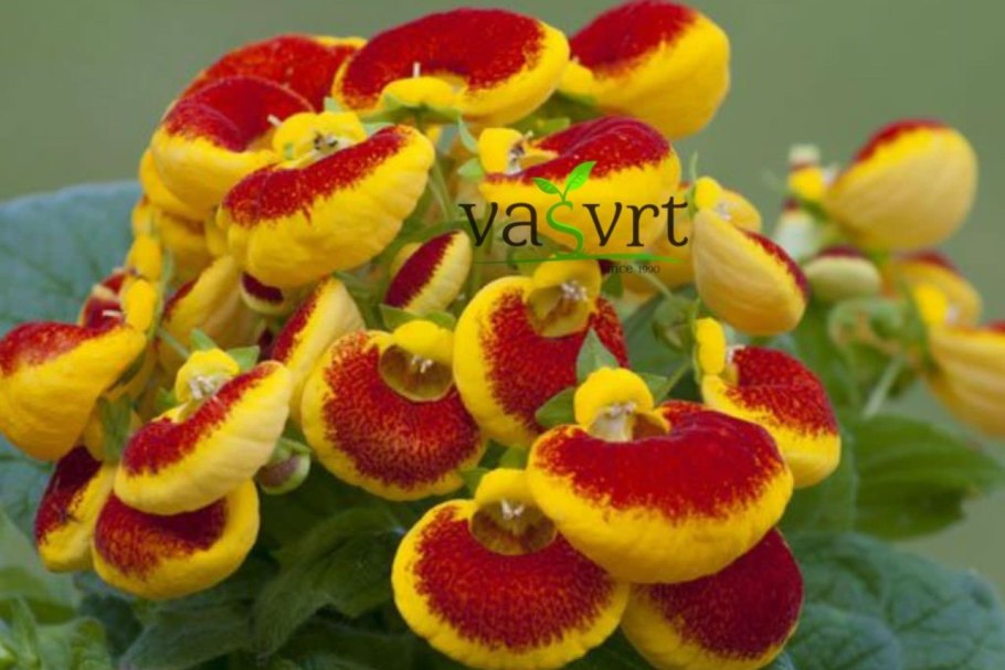 Кальцеолярия цветок