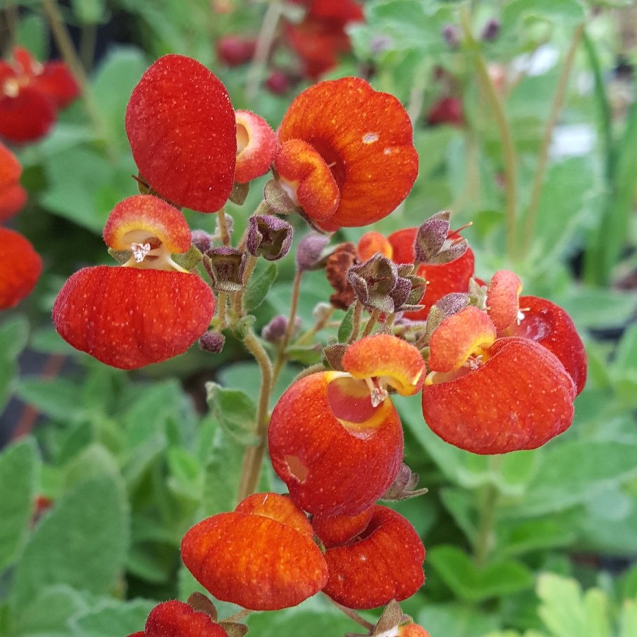 Кальцеолярия цветок