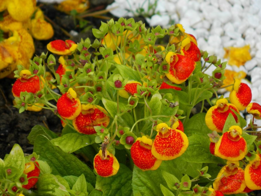 Кальцеолярия цветок Сансет