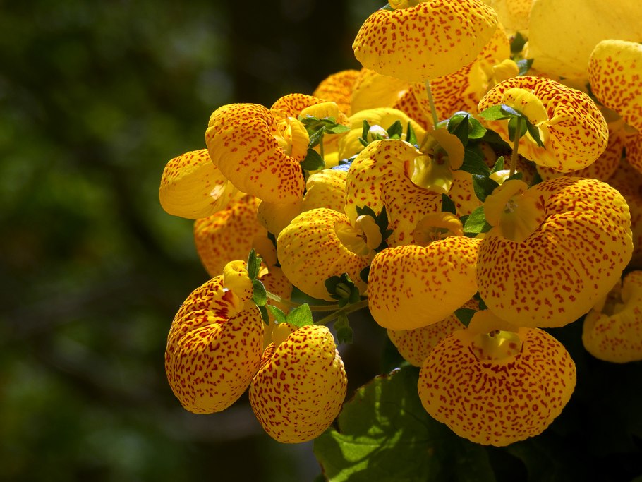 Кальцеолярия морщинистая