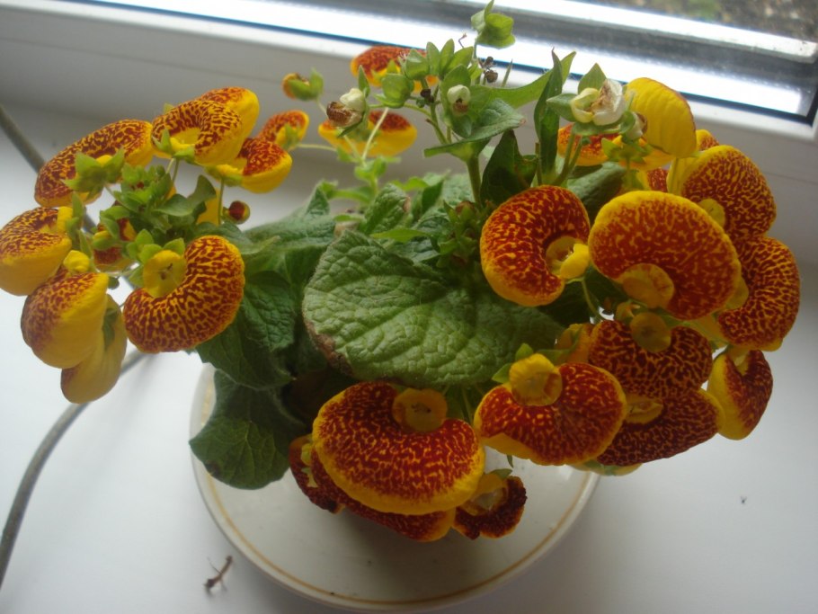 Кальцеолярия двухцветковая