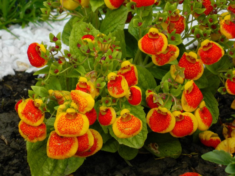 Кальцеолярия Данти бронз