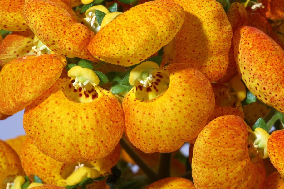 Кальцеолярия в саду