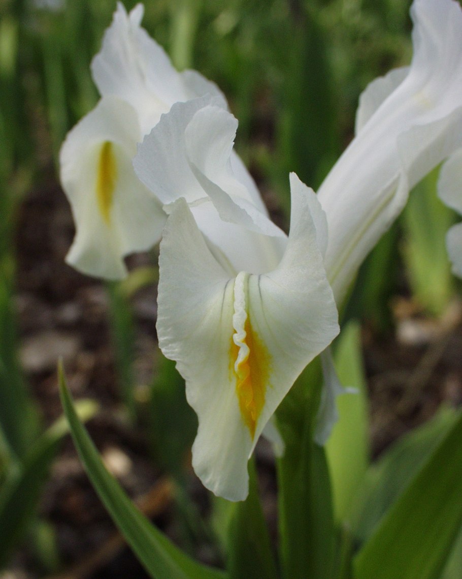 Ирис семейство